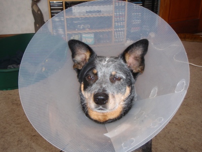  ... or the satellite dish dog.